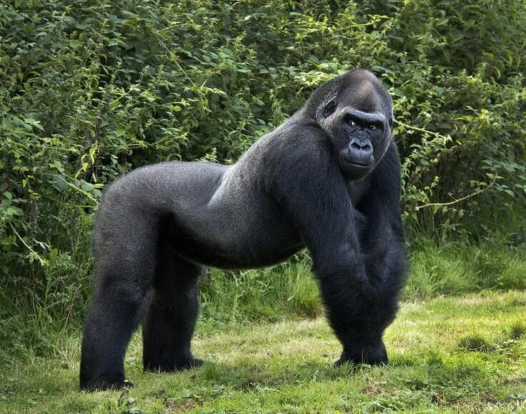 Картинки крупных животных The Pretender Gorilla, Silverback gorilla, Gorilla zoo