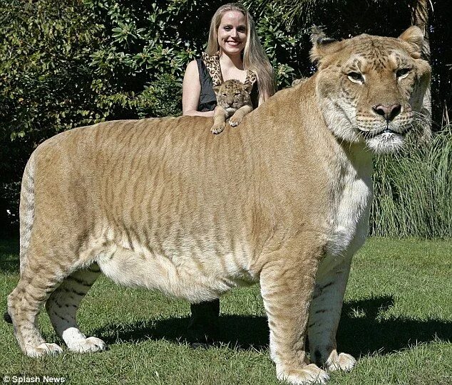 Картинки крупных животных Ligers are real and are the largest of the cats.Crossed from a Lion and a Tigres