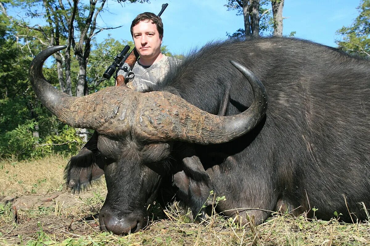 Картинки крупных животных Файл:Cape Buffalo 41 inch Trophy.jpg - Википедия