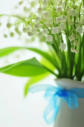 Картинки ландыши красивые с пожеланиями Beautiful flowers garden, Lily of the valley, Beautiful flowers