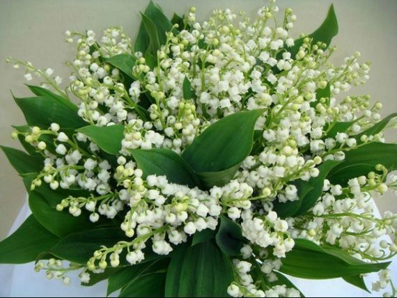 Картинки ландыши красивые с пожеланиями Premier mai... - Carrément crazy, ça continue ! Lily of the valley flowers, Frag
