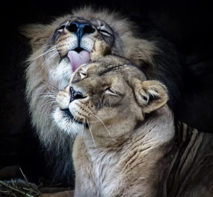 Картинки любящих животных 2017 Winter at the Zoo Photo Contest: Third Place Adult, "The Bonding Pride" by 