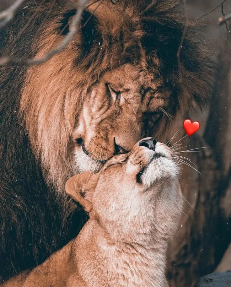 Картинки любящих животных Pin on Dpz Lion photography, Lion couple, Cute wild animals