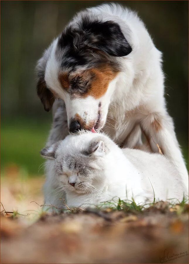 Картинки любящих животных Magical Nature Tour Animals friendship, Cute cats, Cute animals