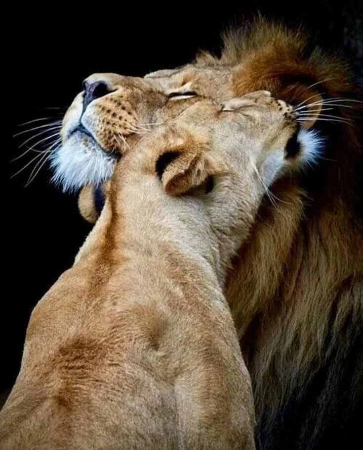 Картинки любящих животных Pin by Raulmoriss on Cats Animals beautiful, Lion images, Lion photography