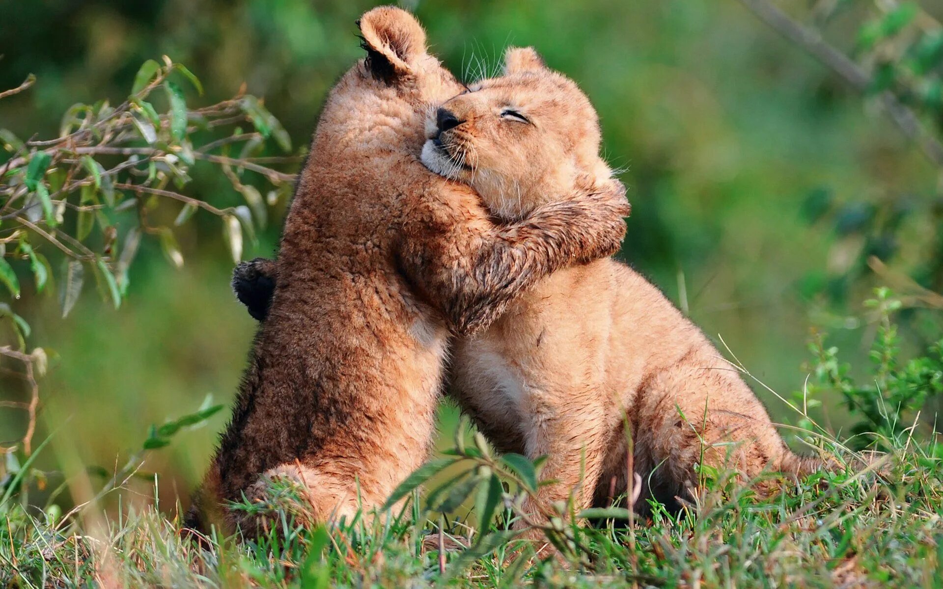 Картинки любящих животных Baby Animal Backgrounds Animal hugs, Animals wild, Animals beautiful