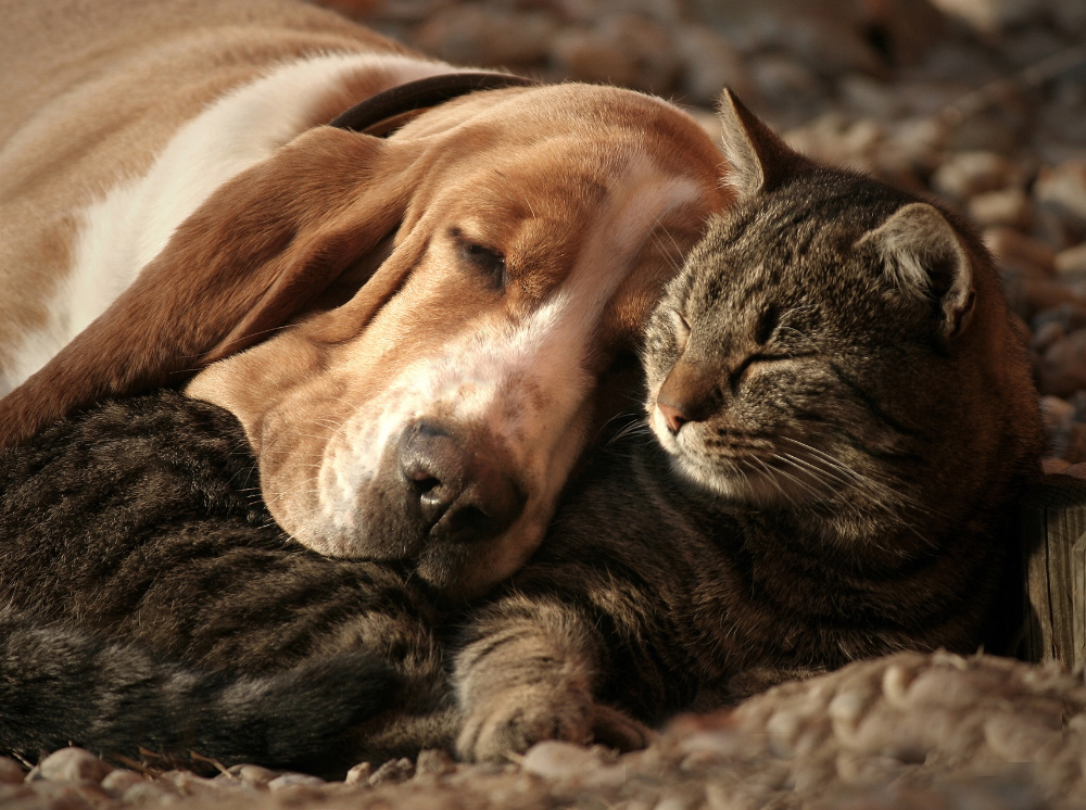 Картинки любящих животных Pin on Cani