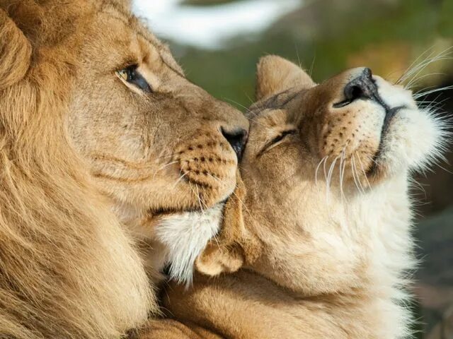Картинки любящих животных What Animal Are You When You Fall In Love? Lion love, Animals, Lion pictures