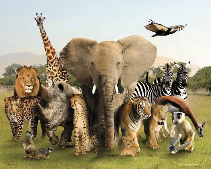 Картинки многих животных Pin by Jacob Meeks on A Mood Board 2017 Bradley Project Animals wild, Animals, A