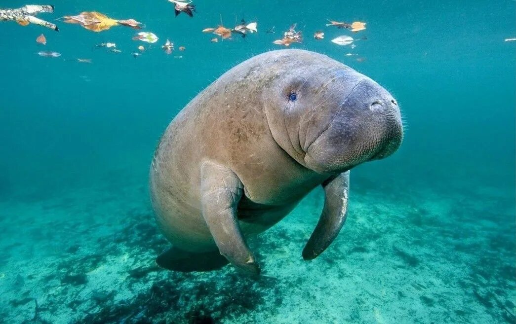 Картинки море животные Pin på Under The Sea