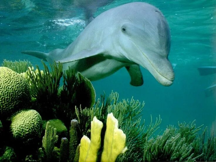 Картинки море животные Pin on Web scanning/surfing Photoshopped animals, Animal mashups, Dolphins