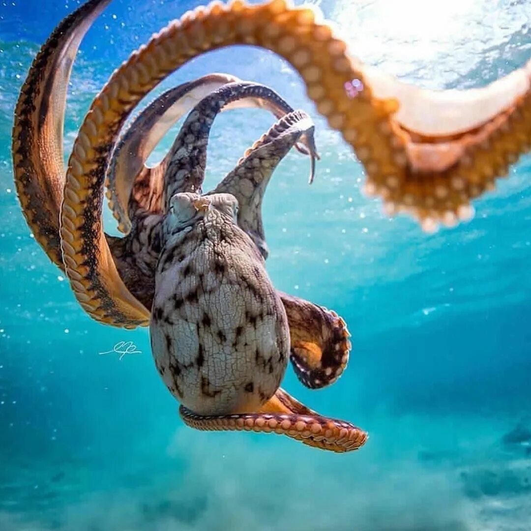 Картинки море животные Crystal Dive on Instagram: "#didyouknow Octopus suckers have a protective chitin
