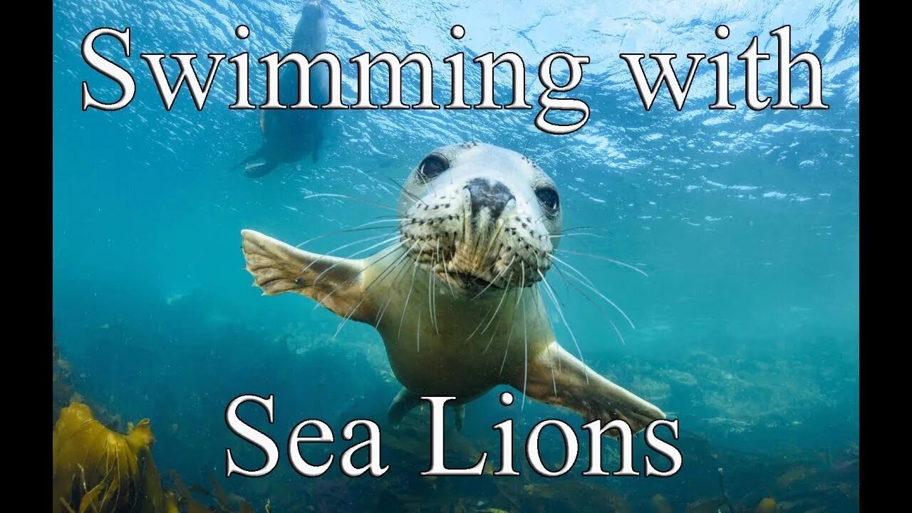 Картинки море животные Swimming with Sea Lions, Santa Fe Island, Galapagos - YouTube