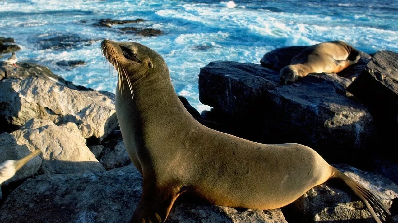Картинки море животные My GoPro Life. Seal - Балтийский тюлень Зоопарк (Android) - YouTube