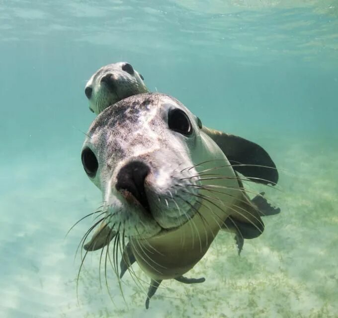 Картинки море животные Jurien Bay Sea Lions - Tours & Cruises Australia's Coral Coast Marine animals, S