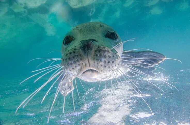 Картинки море животные Curiosity Animal planet, Underwater images, Animals