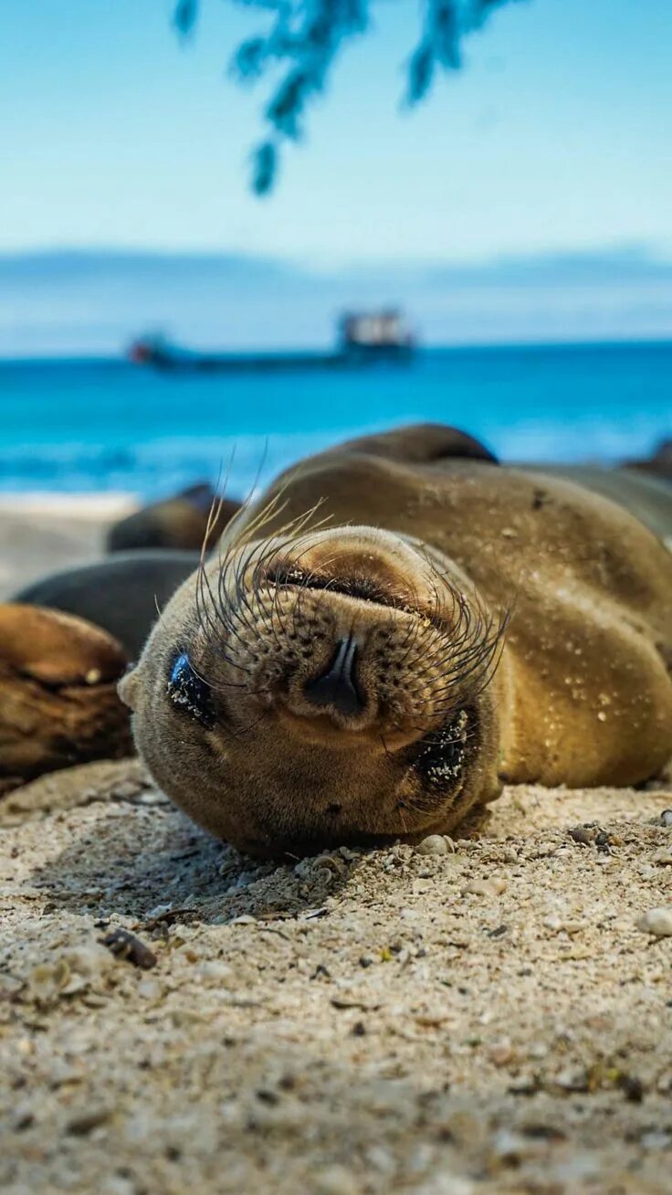Картинки море животные Are Sea Lions The Puppies Of The Sea? Awesome Animals Animals, Animals beautiful
