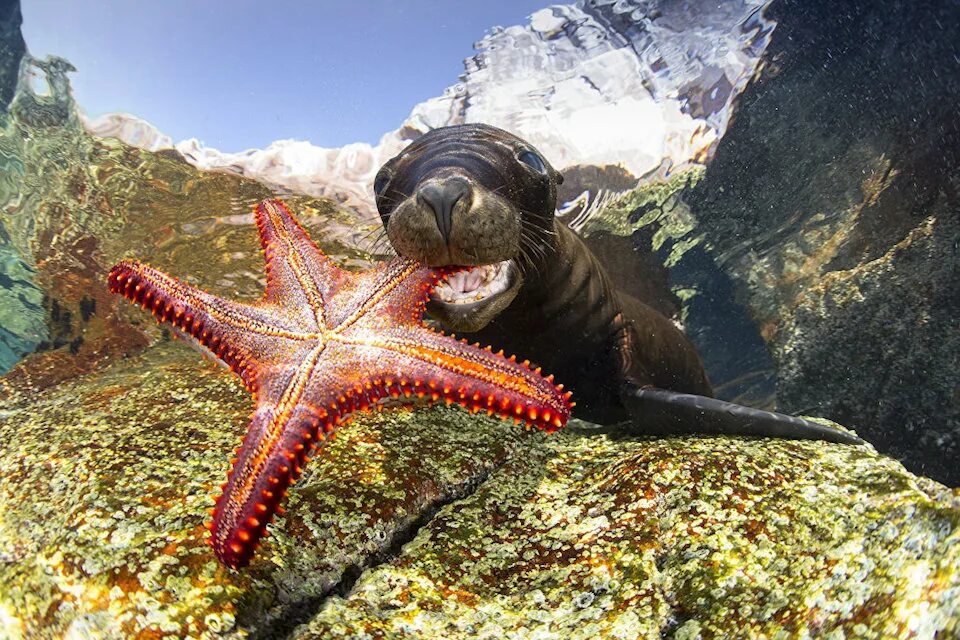 Картинки море животные Лучшие работы на Underwater Photographer of the Year 2017- DIVERS