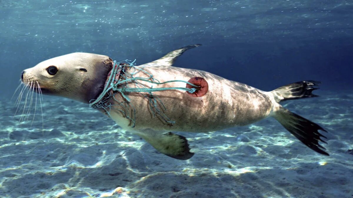 Картинки море животные Ocean pollution reimagined in photos by Paulo de Oliveira