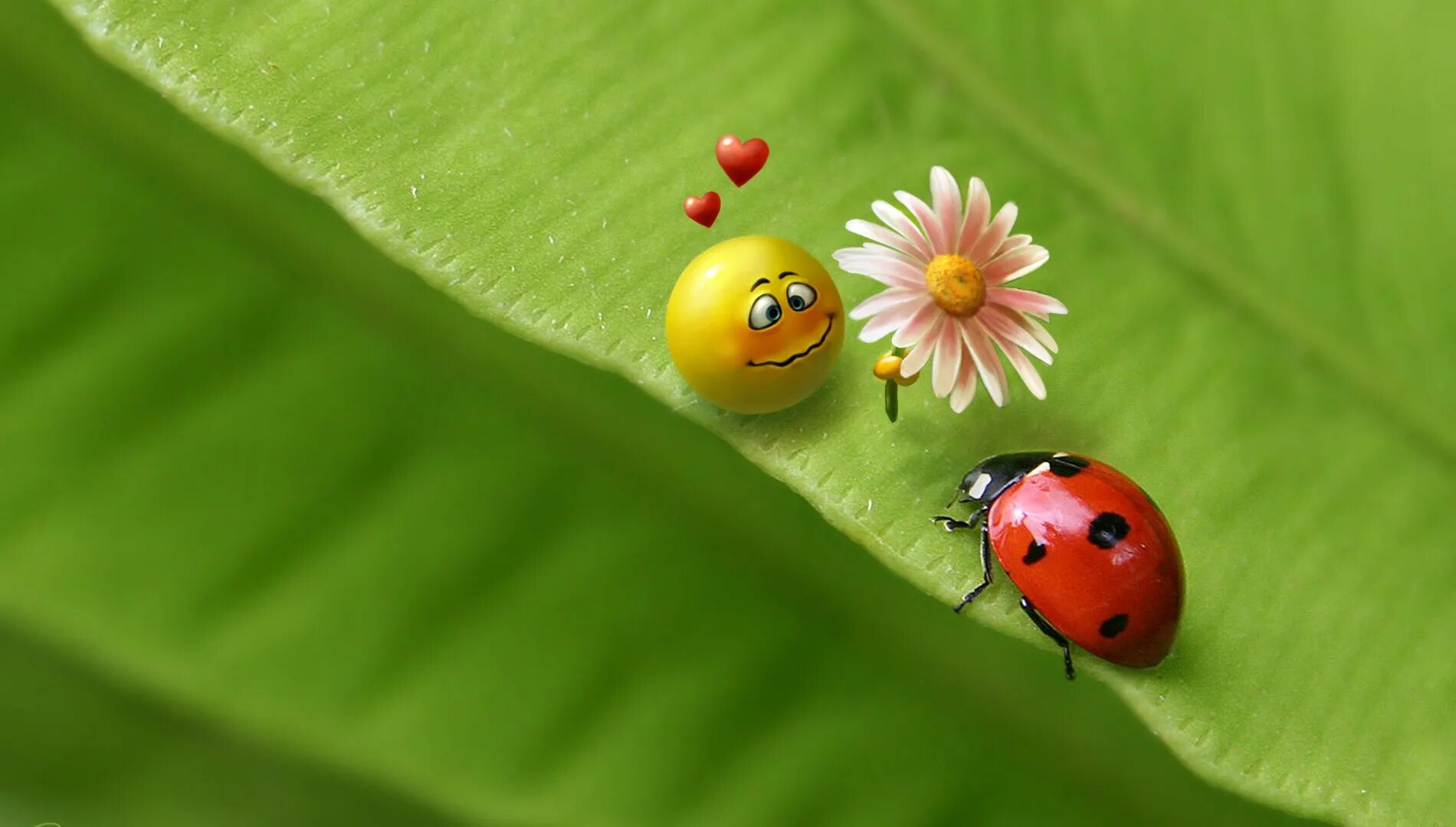 Картинки на стол позитивные Wallpaper : nature, 3D, humor, insect, green, Beetle, flower, ladybird, flora, f