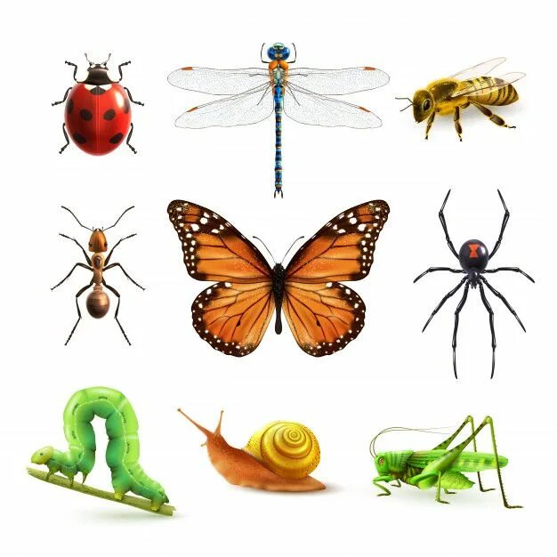 Картинки насекомые животные для детей Free Vector Insects realistic set in 2024 Insects, Vector illustration, Icon set