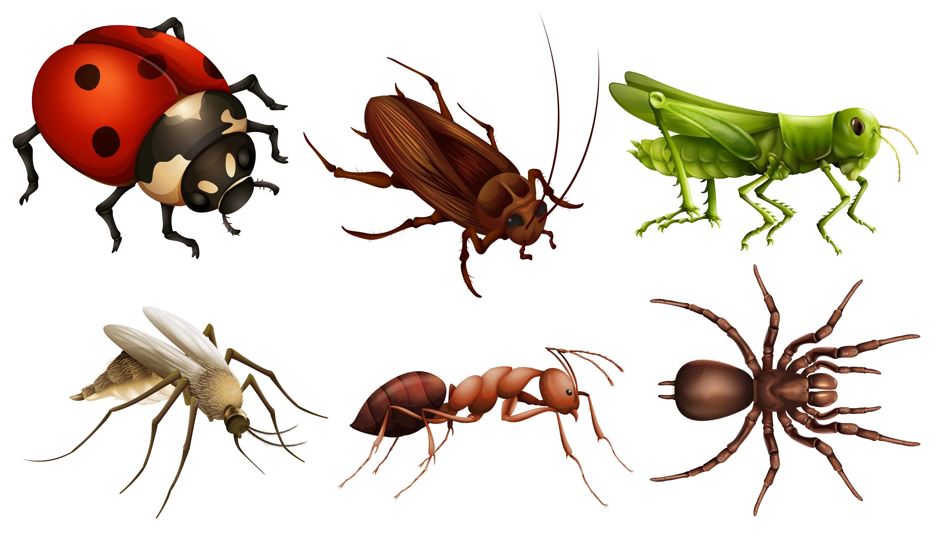 Картинки насекомые животные для детей Different insects 455105 Vector Art at Vecteezy