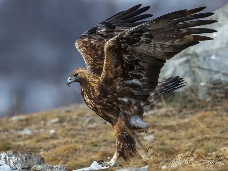 Картинки орлов фото Беркут (лат. Aquila chrysaetos) Golden eagle, Birds of prey, Eagle