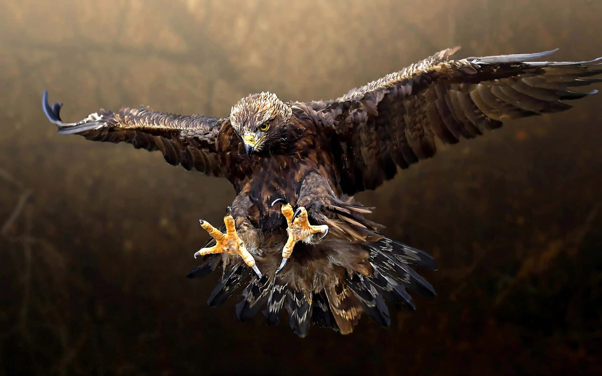 Картинки орлов фото Download Flying Eagle Pouncing With Its Talons Wallpaper Wallpapers.com