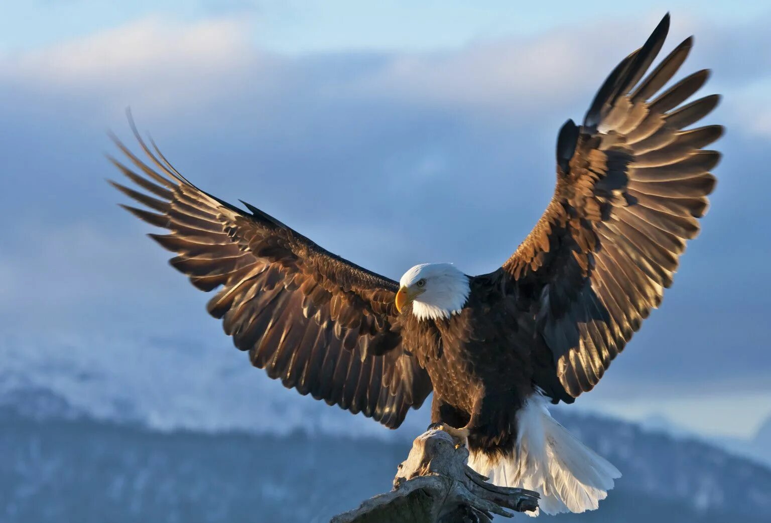 Картинки орлов фото The Amazing Success Story Of Bald Eagle Conservation Bald eagle, Eagle images, E