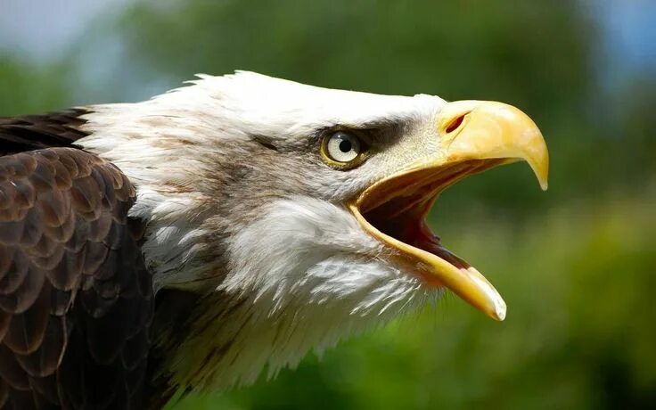 Картинки орлов фото eagle craw Bald eagle, Eagle wallpaper, American bald eagle