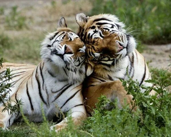 Картинки пары животных Thriller & Sabu-Bengal Tigers-Panthere tigris .... Tiger love, Animals beautiful