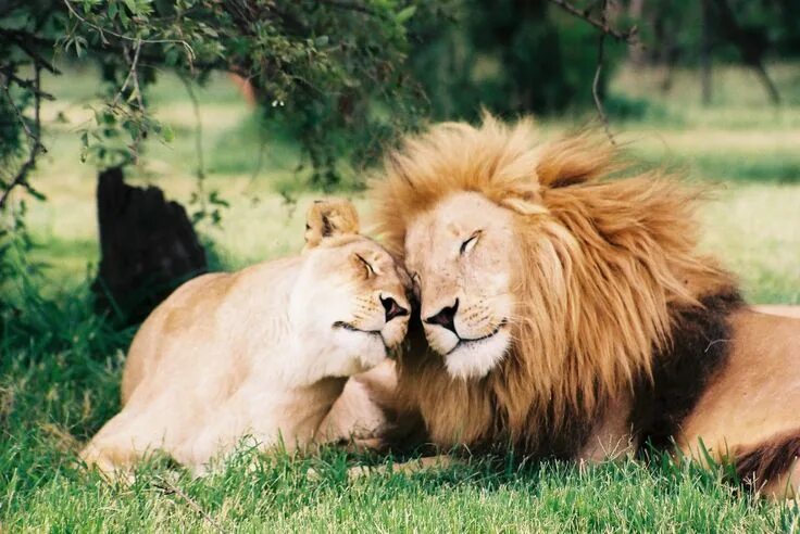 Картинки пары животных La rassurer en permanence Lion love, Lion, Big cats