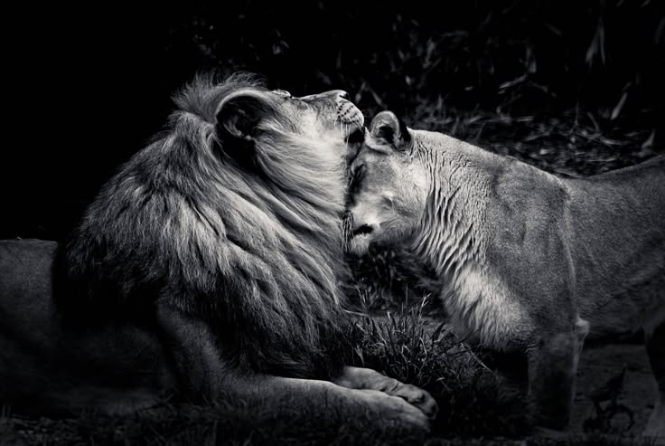 Картинки пары животных True Love Lion love, Lion photography, Lion pictures