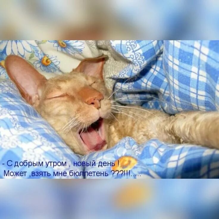 Картинки пора вставать доброе утро прикольные Пин от пользователя Gintarė на доске animal Смешные фотографии животных, Животны