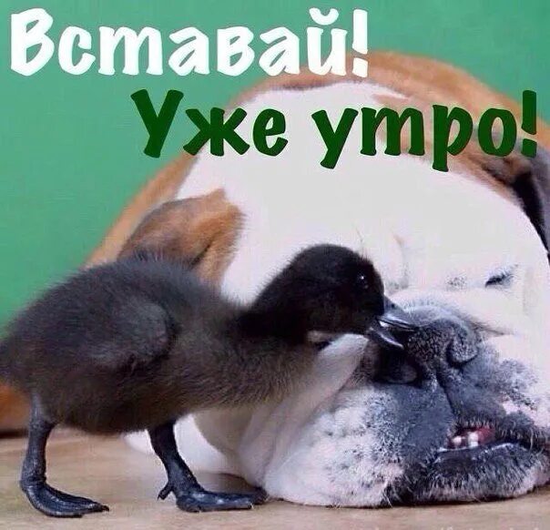 Картинки пора вставать доброе утро прикольные HAPPY MORNING, FRIENDS ! !! 2019 Сертолово LOVE CITY ВКонтакте