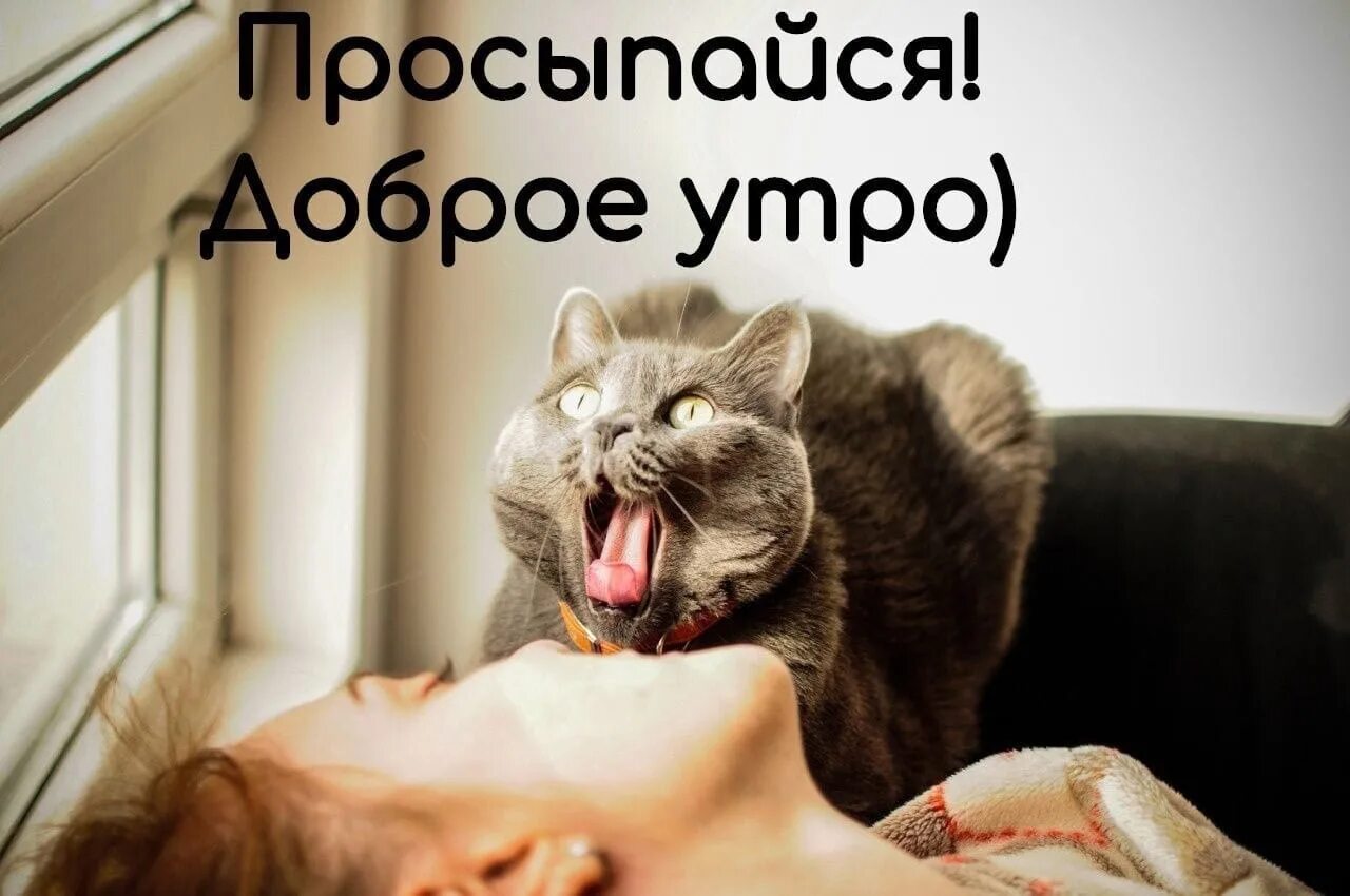 Картинки пора вставать доброе утро прикольные Прикольные и смешные картинки "С Добрым утром!
