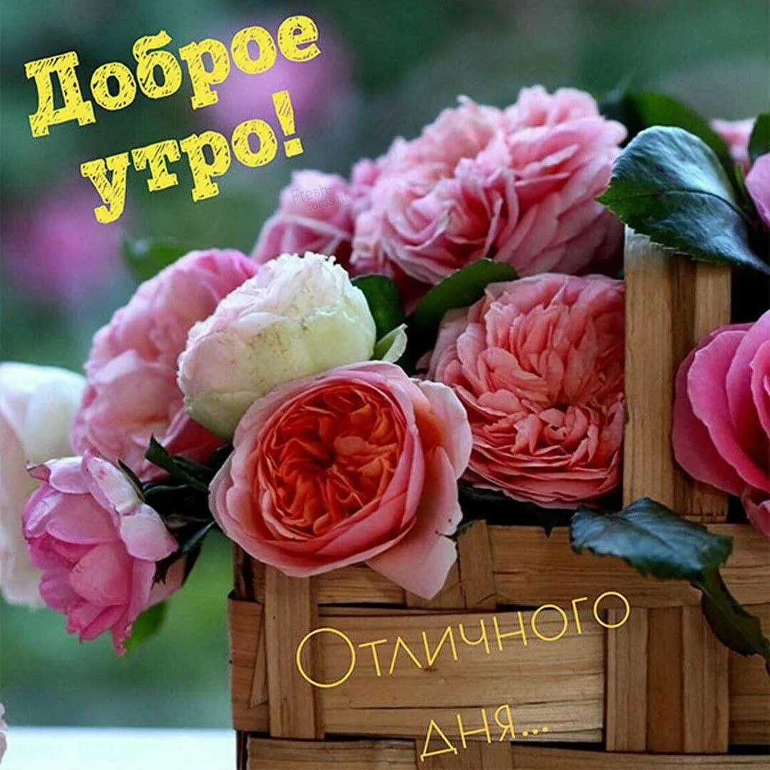 Картинки пожелания хорошего дня с цветами Pin by Елена on Летнее утро in 2024 Morning greeting, Rose, Good morning