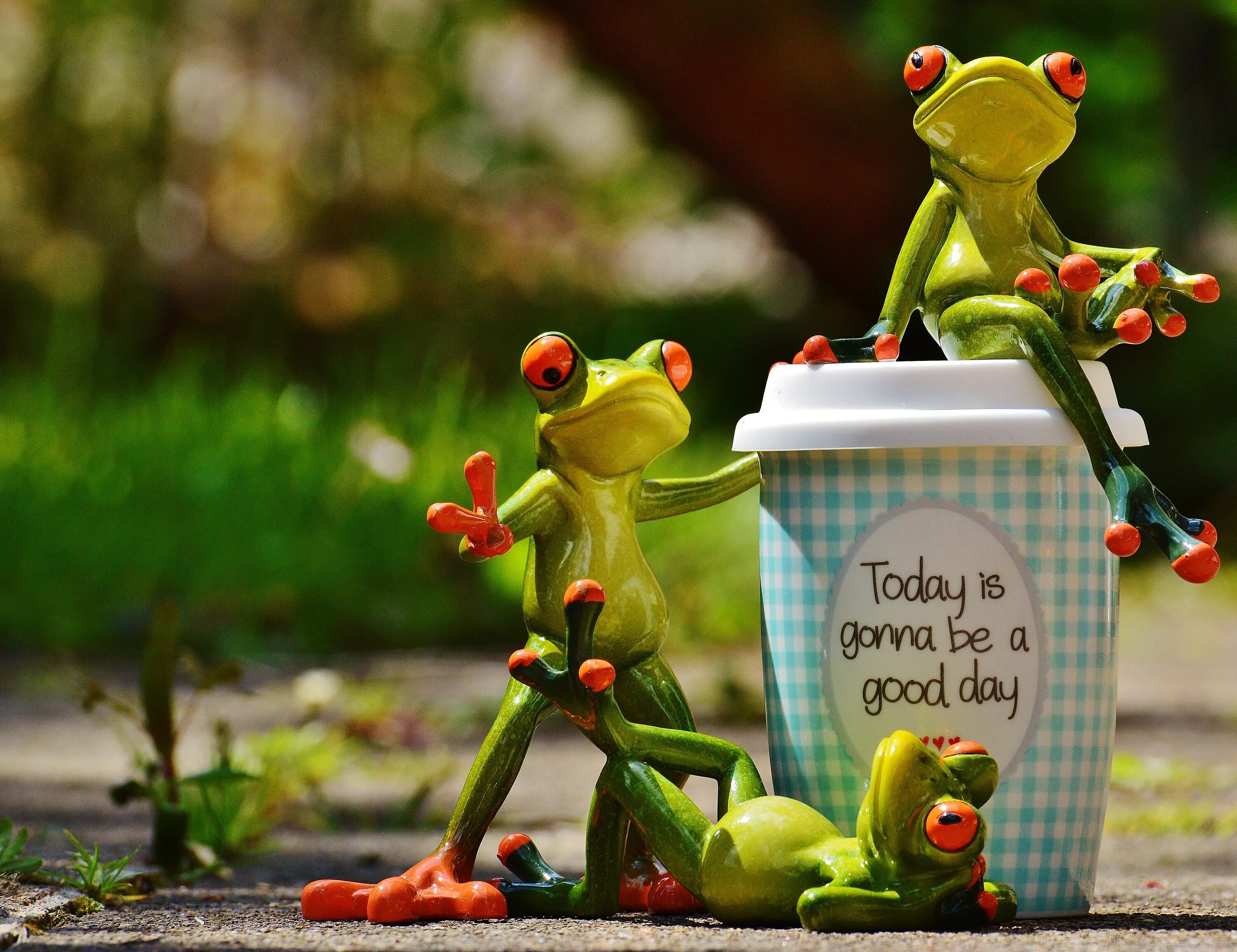 Картинки позитивные необычные прикольные новые Funny frogs and coffee cup free image download