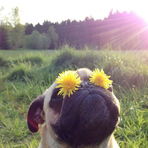 Картинки позитивные прикольные летние Pin by E. Gad on Cute Animals Cute pugs, Cute animals, Pugs