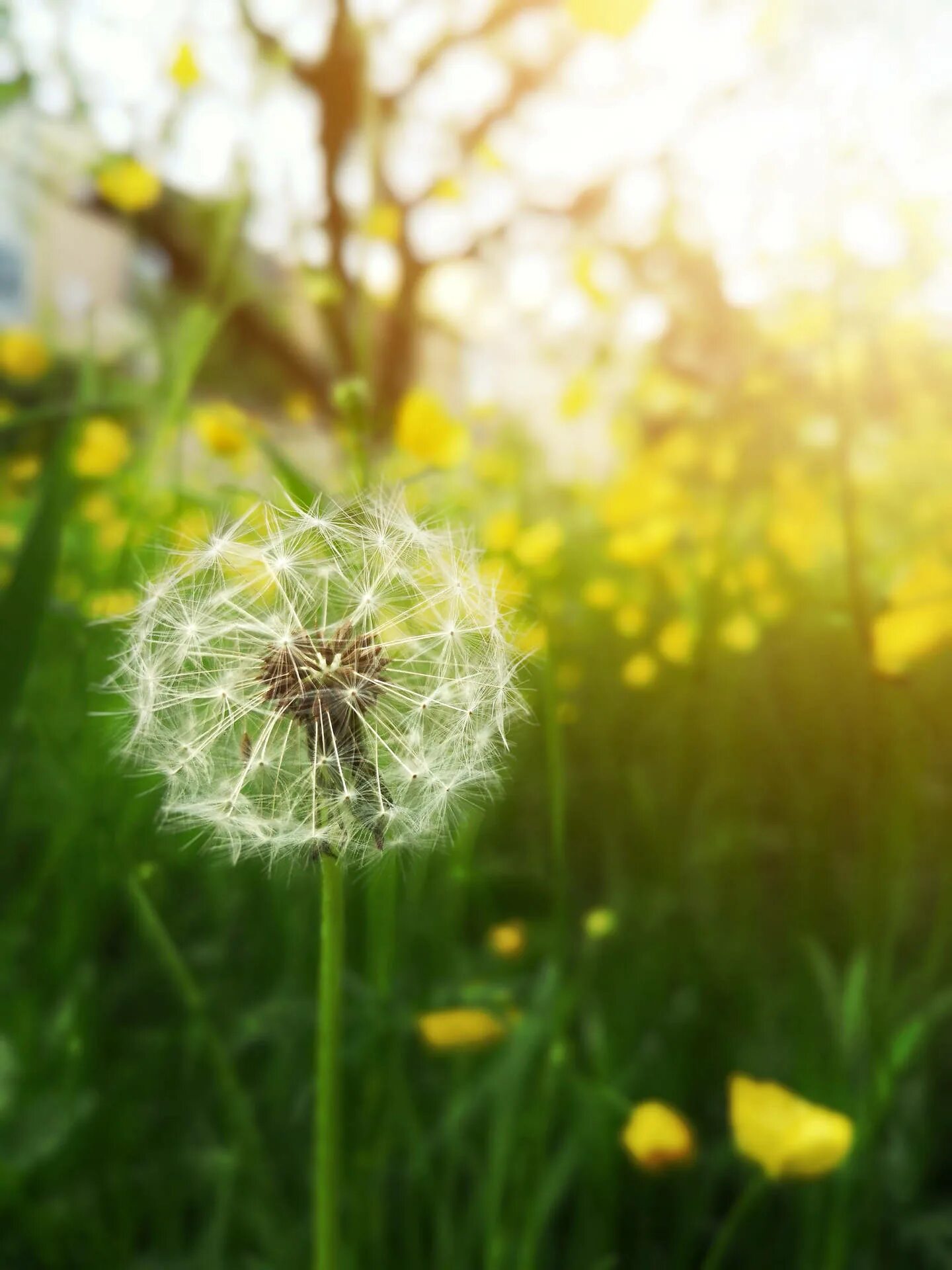 Картинки позитивные с пожеланиями с природой Download Dandelion 4k Hd Mobile Wallpaper Wallpapers.com