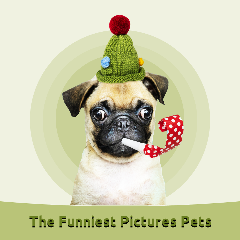 Картинки прикольные животные с днем рождения The Funniest Pictures Pets Animal pictures, Funny pictures, Pets