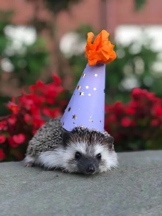 Картинки прикольные животные с днем рождения Reddit please wish Henri a happy first birthday :) Funny animal photos, Cute ani