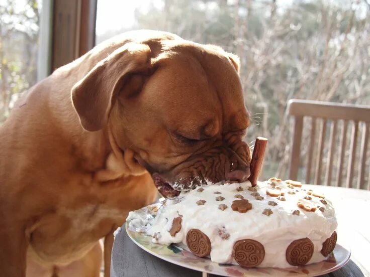 Картинки прикольные животные с днем рождения How to bake a healthy dog birthday cake Dog birthday cake, Dog cakes, Dog birthd