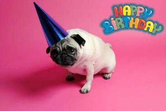 Картинки прикольные животные с днем рождения Pug Birthday Card Pugs, Pet pug, Pug love