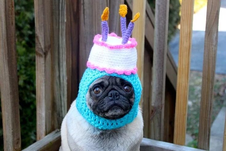 Картинки прикольные животные с днем рождения Let's not forget Pickles the Etsy-modeling pug. Happy birthday dog, Birthday pug