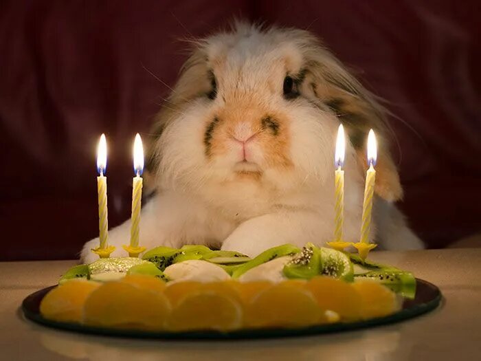 Картинки прикольные животные с днем рождения 112 Pets Having Better Birthday Parties Than You Rottweiler, Funny animals, Cute