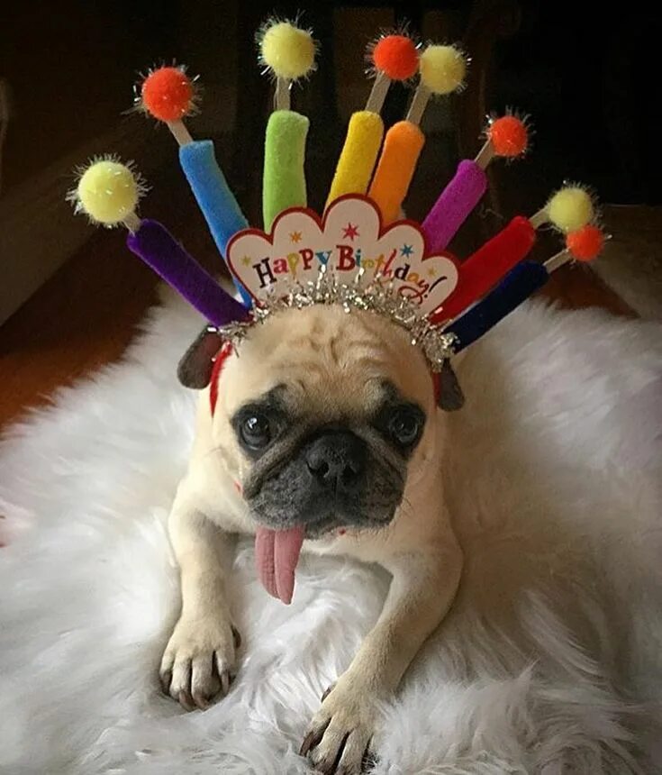Картинки прикольные животные с днем рождения 4,794 Likes, 55 Comments - Pugs (@pugbasement) on Instagram: "Happy 8th birthday
