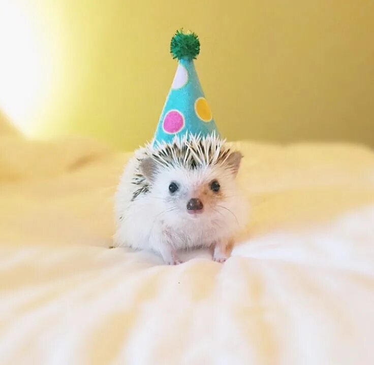 Картинки прикольные животные с днем рождения Happy First Birthday Winston! IG: winstonandteddy Cute hedgehog, Hedgehog pet, C