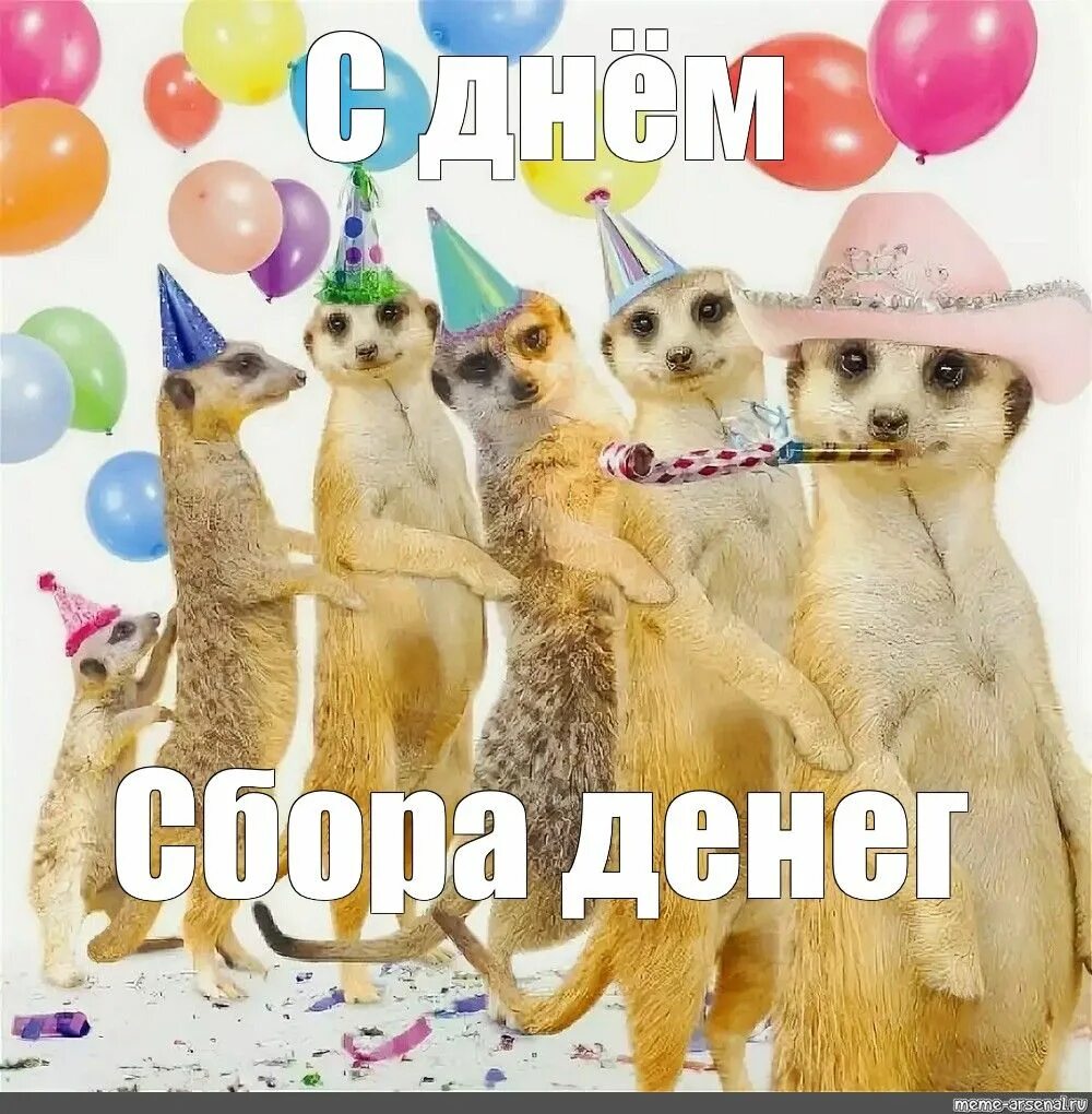 Картинки прикольные животные с днем рождения Быстрый и удобный сервис для создания мемов :) Мемы, Смешные открытки, С днем ро