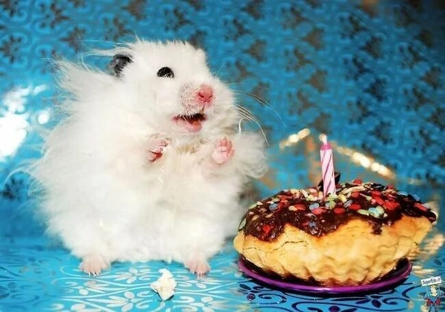 Картинки прикольные животные с днем рождения 30 Animals Having An Awesome Birthday Party - I Can Has Cheezburger? Birthday pa